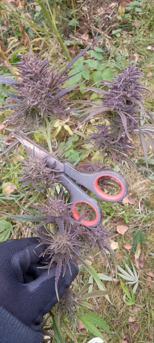 Finnish 2.0 - Image 2