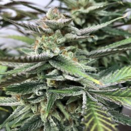 Blue Legend Haze f2