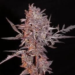 Frostys Auto Freak FEM