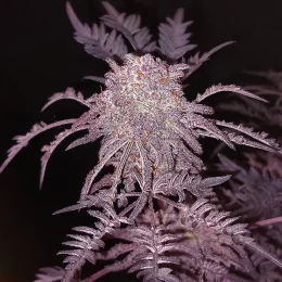 Frostys Purple Freak FEM