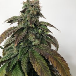 Headbanger f2