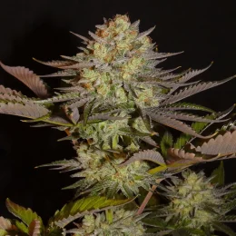Limon Blanco V1
