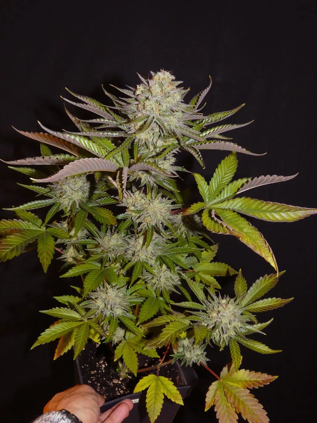 Limon Blanco V1 - Image 2