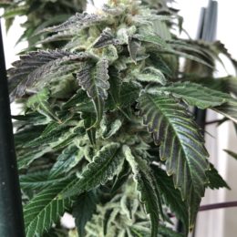 ZOUR LEMON f2